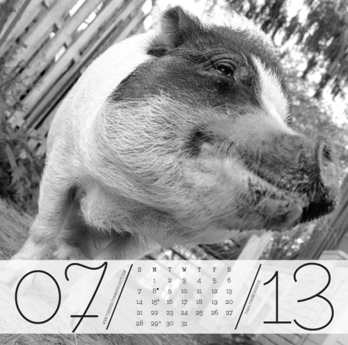 The July page from the Shelter Me calendar, featuring Tara Farm's pig, Phoebe.