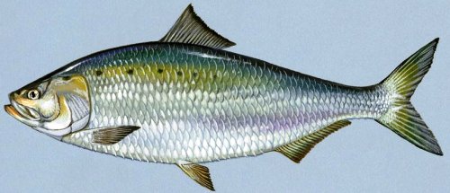 The beleaguered American Shad.