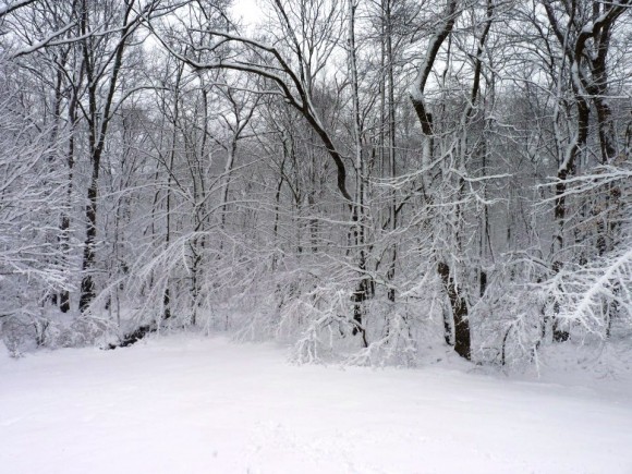 Photo by S. Spina. A snowy view this morning in Old Lyme.