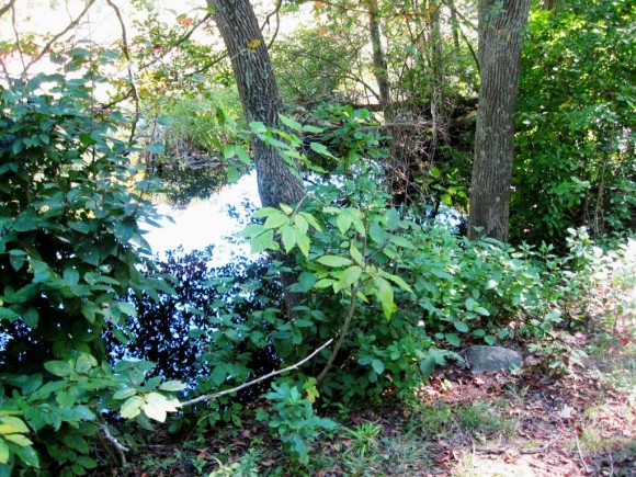 A vernal pool on the Preserve (photo by Jerome Wilson)