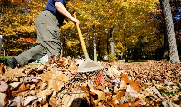 raking_leaves_photo_458KB