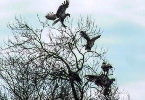 5_immature_eagles_in_a_tree_compressed