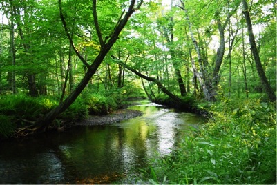 (photo submitted) Roaring Brook In Whalebone Watershed.