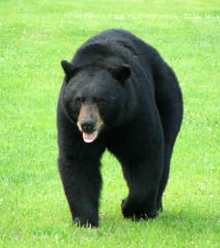 black-bear