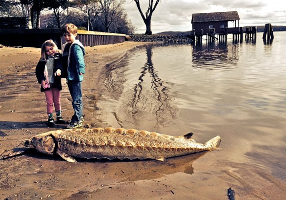 These youngsters stand by the sturgeon found yesterday at the end of Elys Ferry Rd.