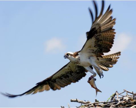 An osprey brings lunch.