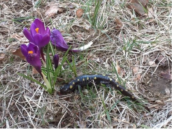 The poster promoting the walk features a salamander and a crocus.