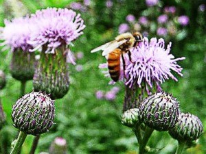 A honey bee goes quietly about his essential work.