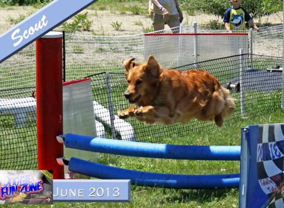 Scout leaps high at Doggie Fun Zone last year.