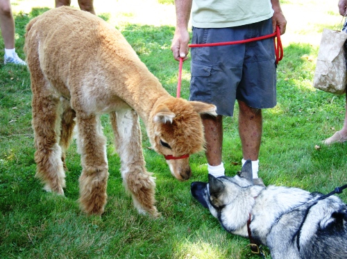 2010LLama_meets_dog_500x373