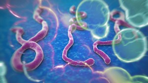 Ebola virus