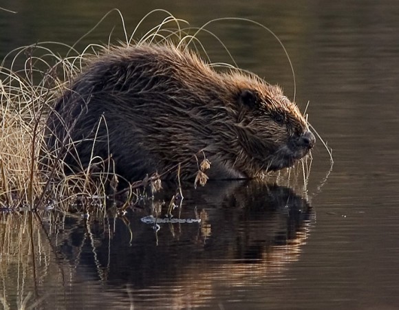 Beavers are causing a bit of bother in Essex.