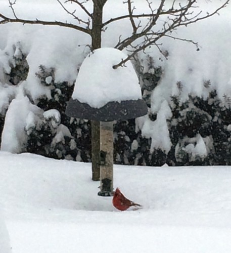 Some feathered friends flew in for breakfast on Lyme Street and Dini Mallory managed to catch this beautiful shot of a cardinal on camera.