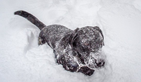 And here's Buddy just loving the snow!