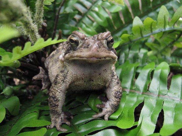Learn how to identify the American toad (pictured above) at the upcoming Lyme Library presentation. Photo by Jill Sharp for Frogwatch USA