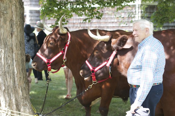 Meet the oxen from Cranberry Meadow Farm on the lawn of the Lyme Art Association.