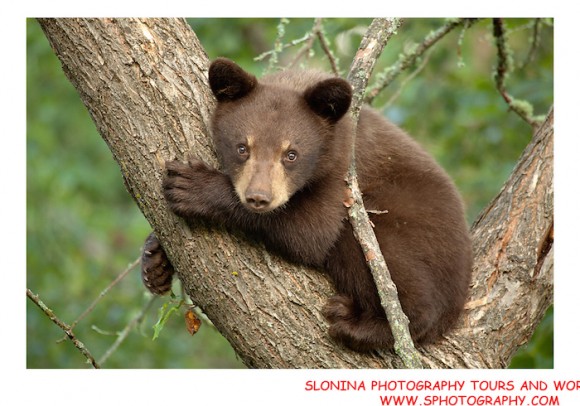 Bear cub by John Slonina.
