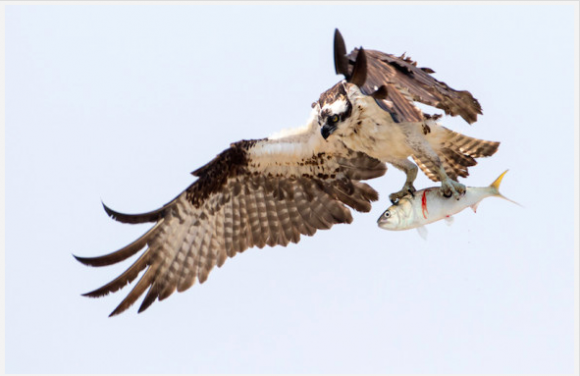 ‘Osprey' by Kristopher Rowe.