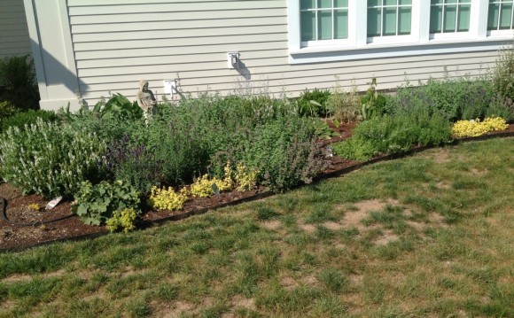The new garden around the Lyme Public Library.
