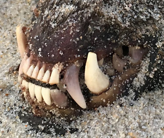 The'monster's' teeth are a fearsome sight.
