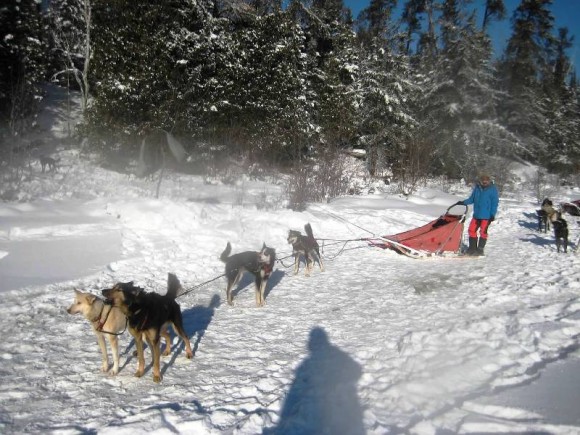 Mastering the art of dog-sledding.