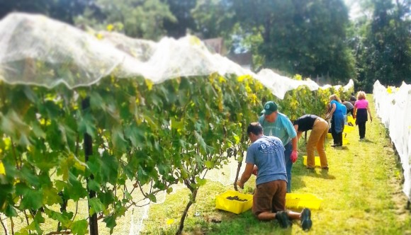 Grape-picking at Sunset Hill Vineyard. On Monday evening, Lyme's Planning and Zoning Commission will consider amendments to its zoning regulations addressing wineries, along with farms and agriculture.