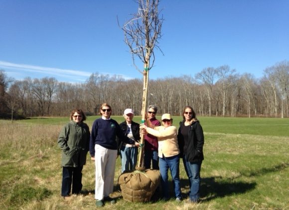 Members of the three groups gather around the new oak tree. From left to right are Kathy Burton, Joanne DiCamillo, Joan Flynn. Anne Bing, Emily Griswold and Barbara Rayel.