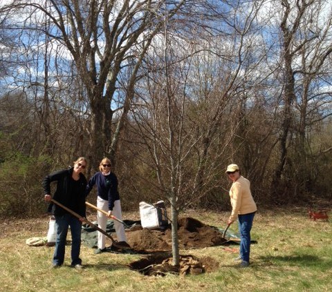 From left to right, Emily Griswold, Joanne DiCamillo and Barbara Rayel shovel soil around the beech tree. 