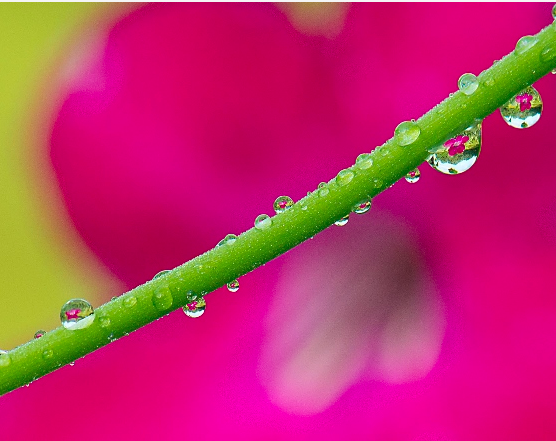 “Within a Water Drop” by Diane Roberts, one of the photographs to be exhibited by the CT Valley Camera Club in Chester.