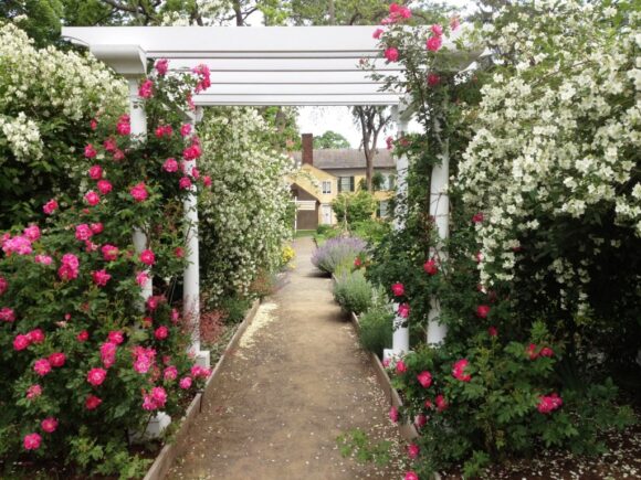 The Florence Griswold Museum in Old Lyme hosts a celebration of the site’s historic gardens featuring special events, displays, demonstrations, and family activities. From June 3 through 12, visitors can enjoy a wide variety of activities for all ages and interests.