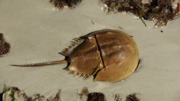 horseshoecrab-compressed