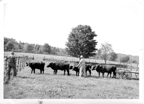  This photograph of the last four-yoke ox team in Lyme, Conn., is a recent acquisition of the Lyme Local History Archives.