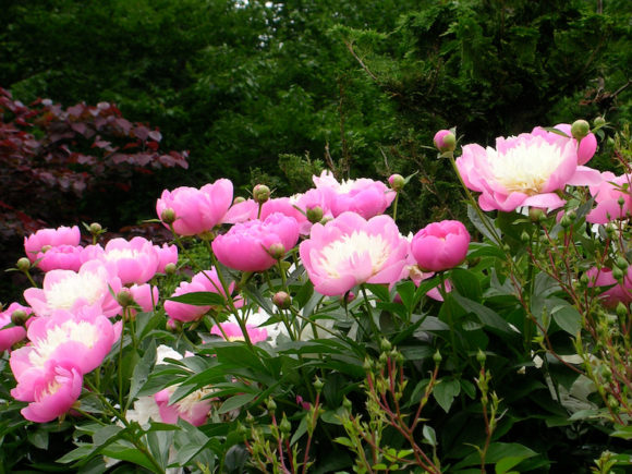 June's Romantic English Rose Gardens