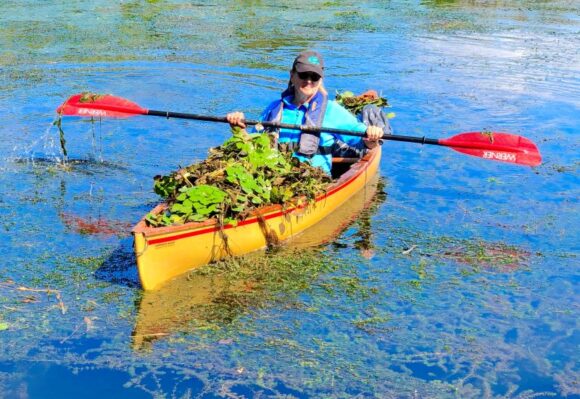 'Paddle & Pull' Invasive Water Chestnut in Whalebone Cove @ Chester-Hadlyme Ferry Boat Launch (east shore)