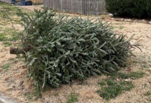 Christmas Tree Pickup in Old Lyme @ Old Lyme