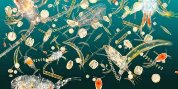 RTPEC Presents 'The Secret Life of Plankton: The Base of the Marine Food Web'