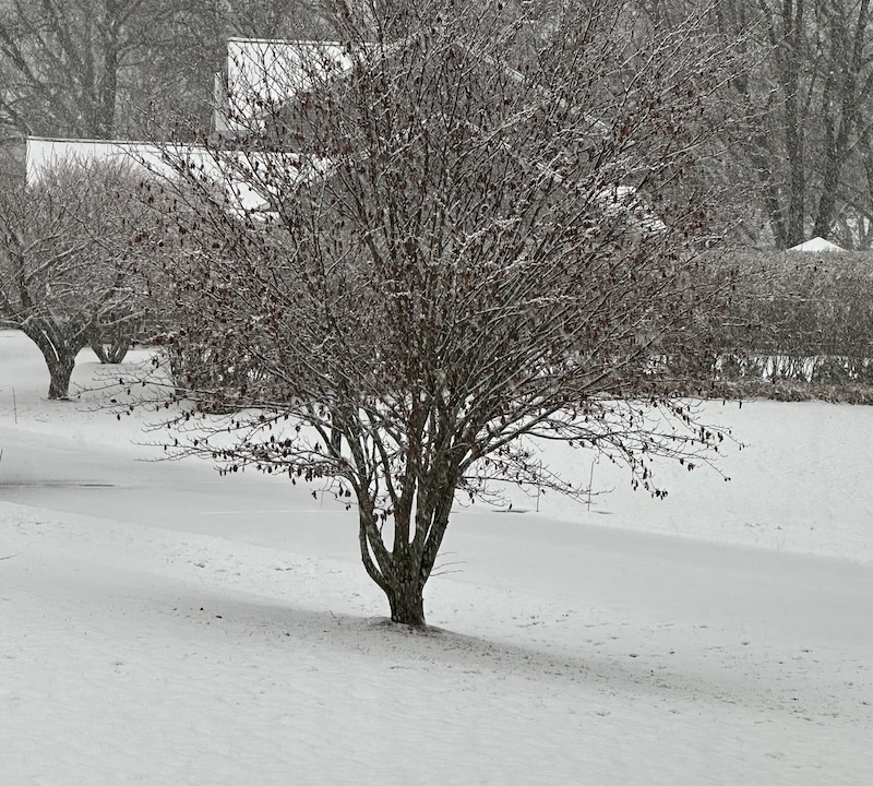 Snow Totals in Lyme, Old Lyme Less Than Anticipated