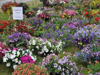 Baskets of plants, which can be hung, are set out on the grass for sale.