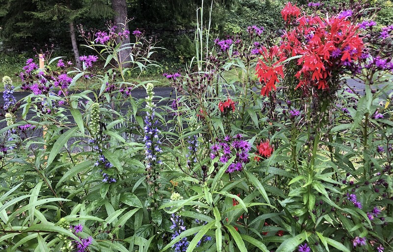 Pollinator Groups to Host Native Gardening Program in Lyme